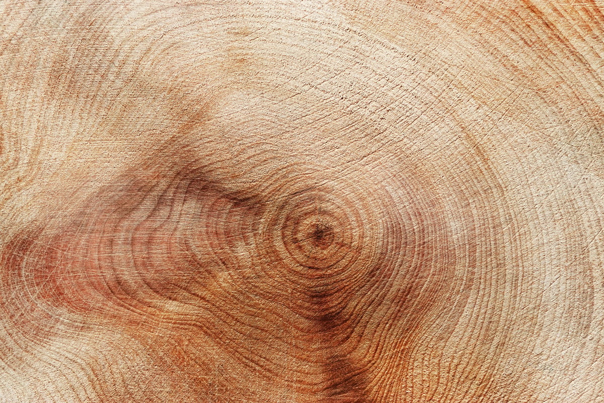 Slice of wood timber with juniper tree rings as natural geometric pattern